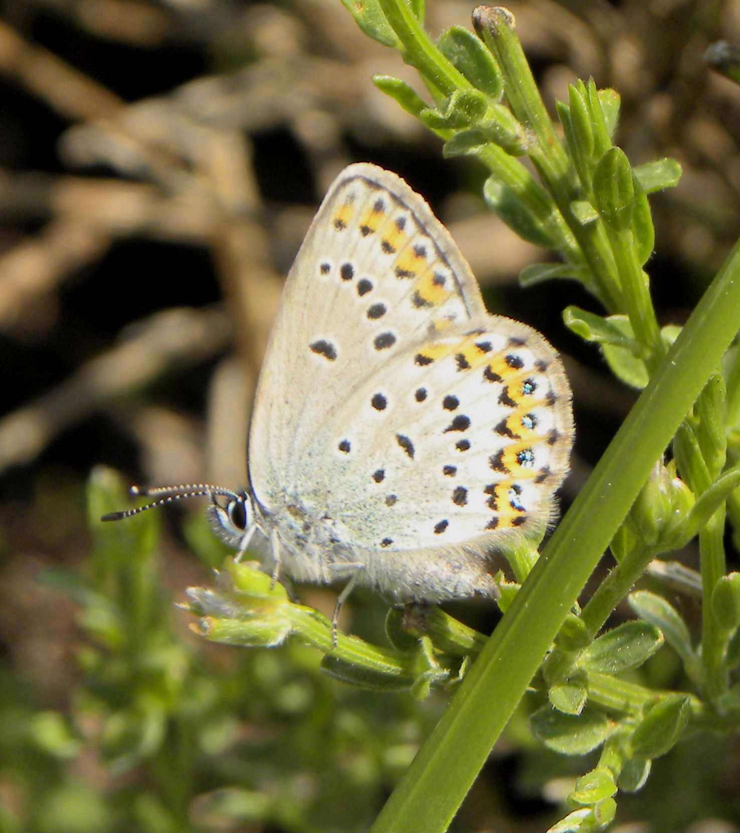 farfalla da identificare